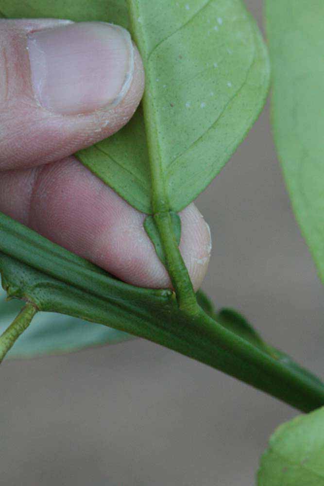              Petiole (Riverside, CA)       